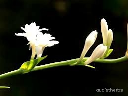 augmented_Polianthes tuberosa flower6_contrast_inc.jpeg